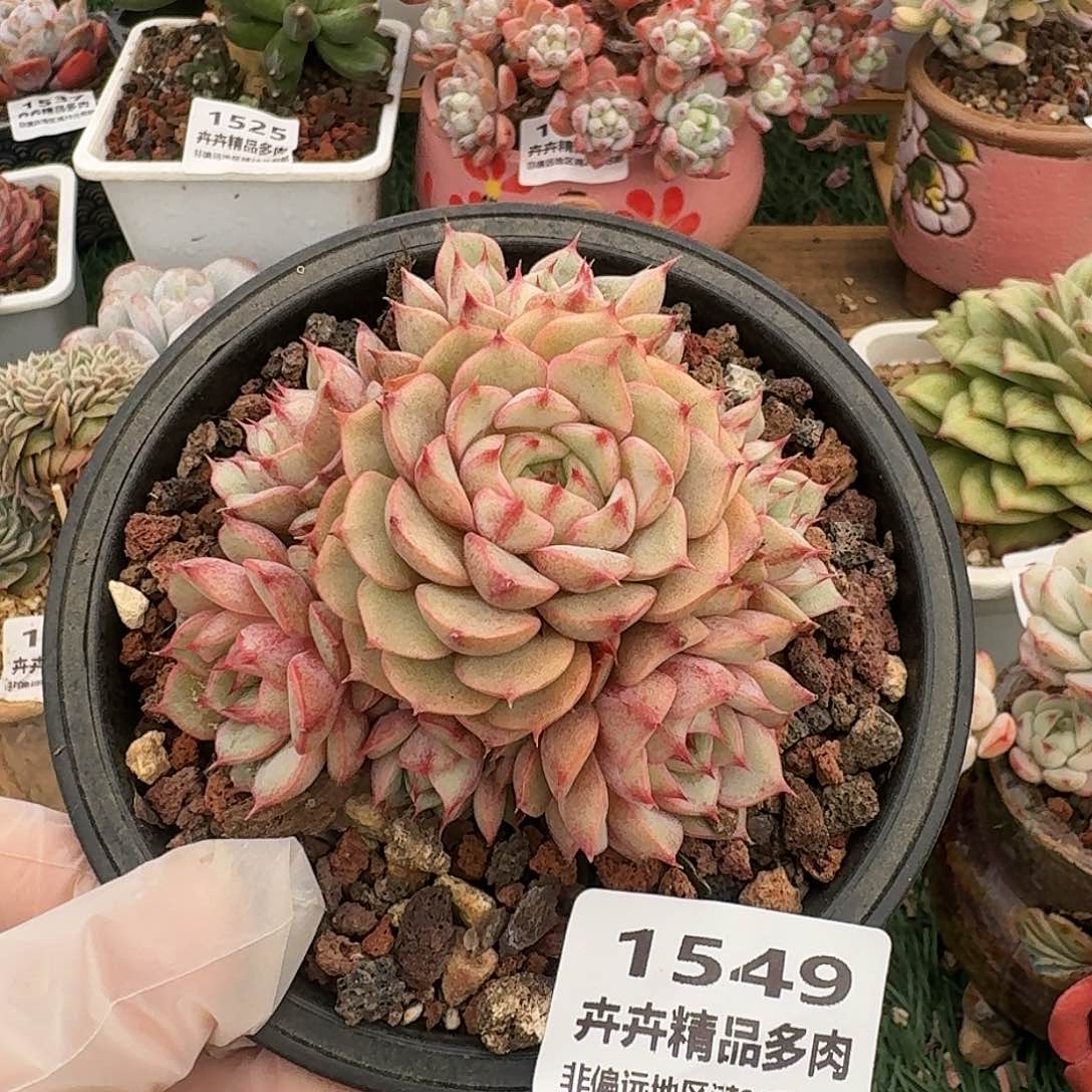 1549一物一拍（满28包邮）