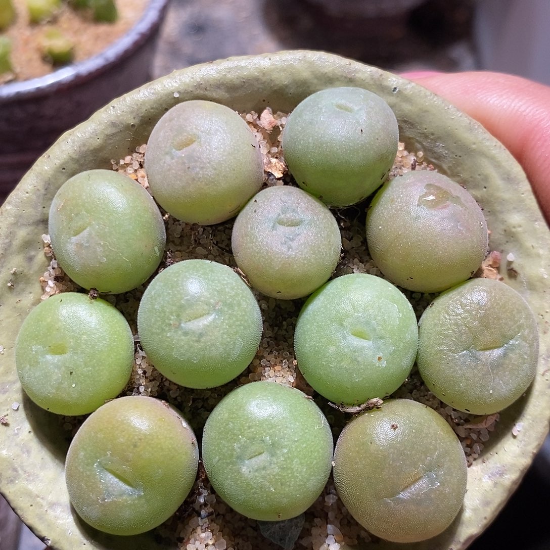 一颗单头孔卡佛。   