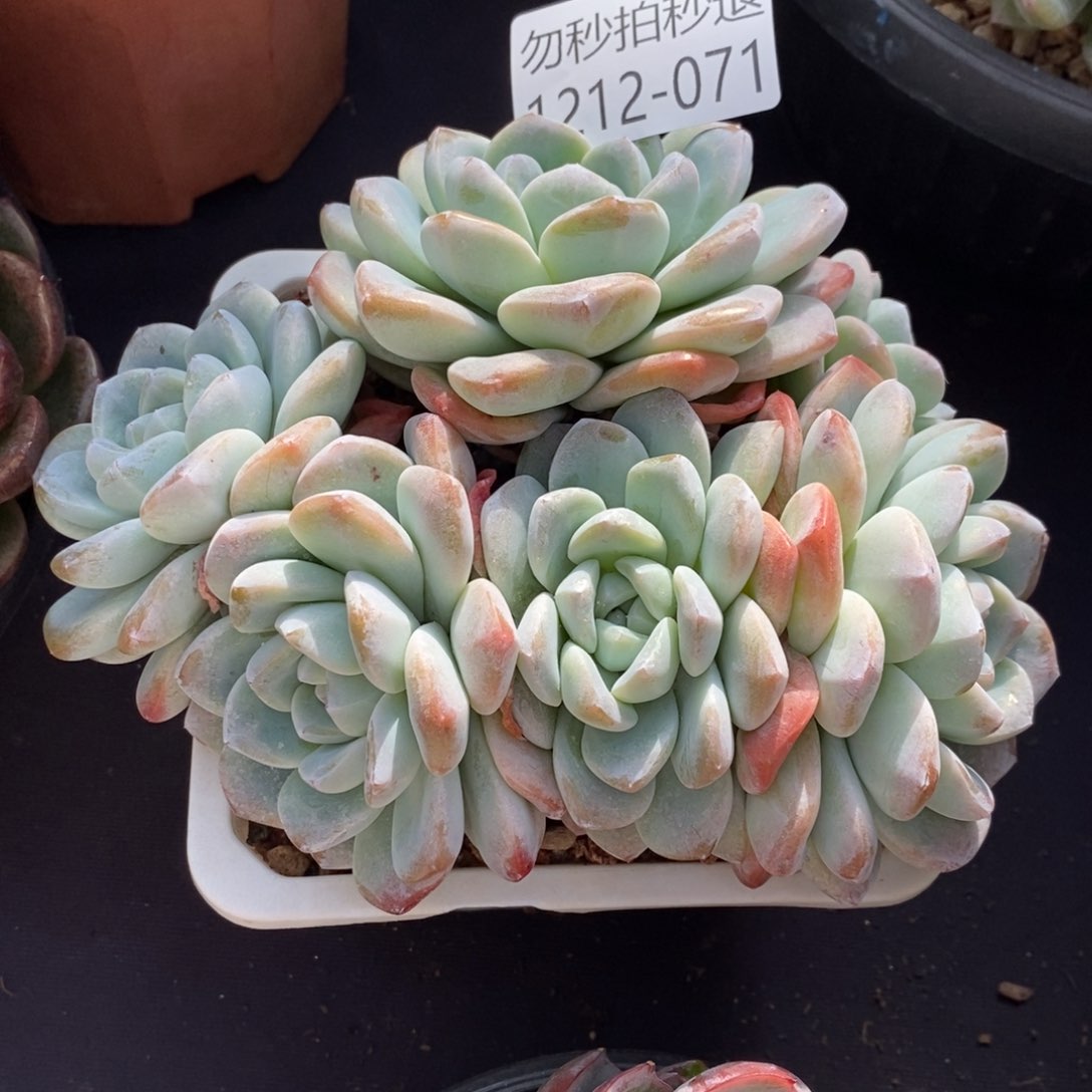 勿秒拍秒退1212-71冰玉