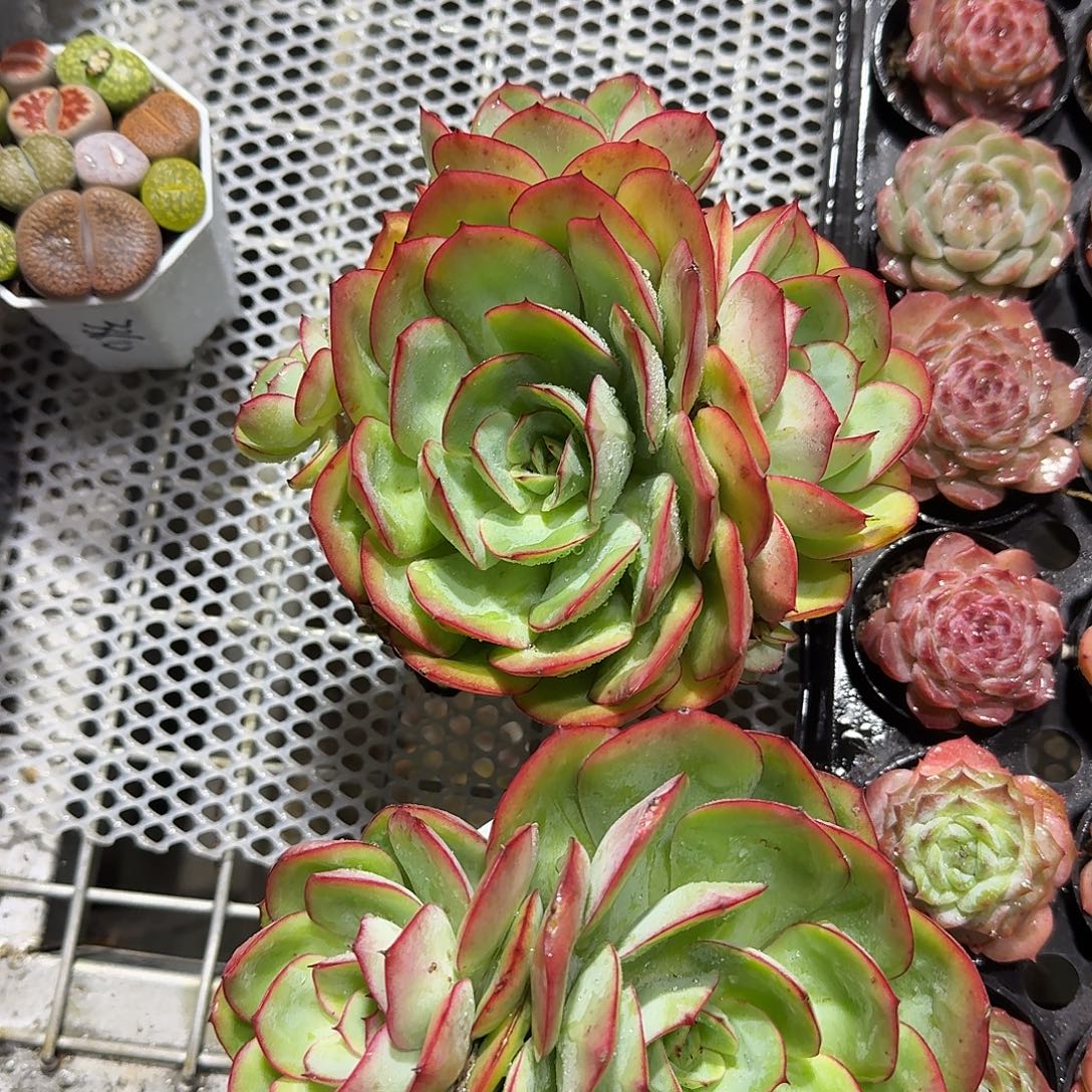 牡丹亭特价捅破肉植物