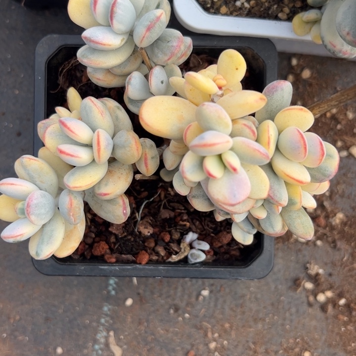 无花朵336号福娘锦无砍