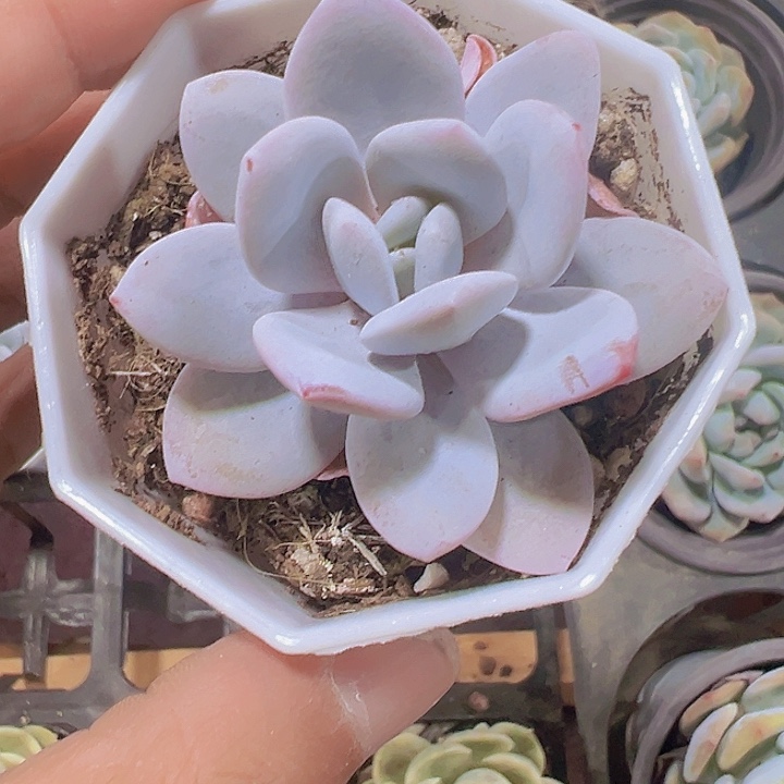 雪莲精品多肉植物大战