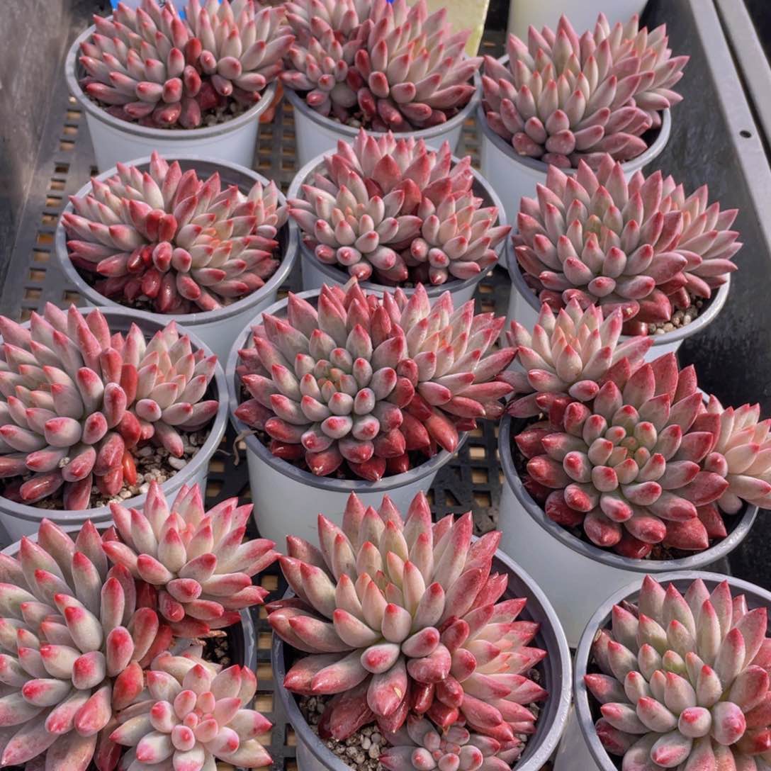 量拍38号 如烟美人大双头一个