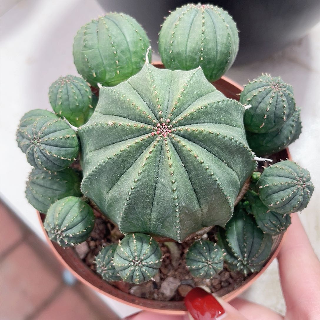 仙人球仙人球开花