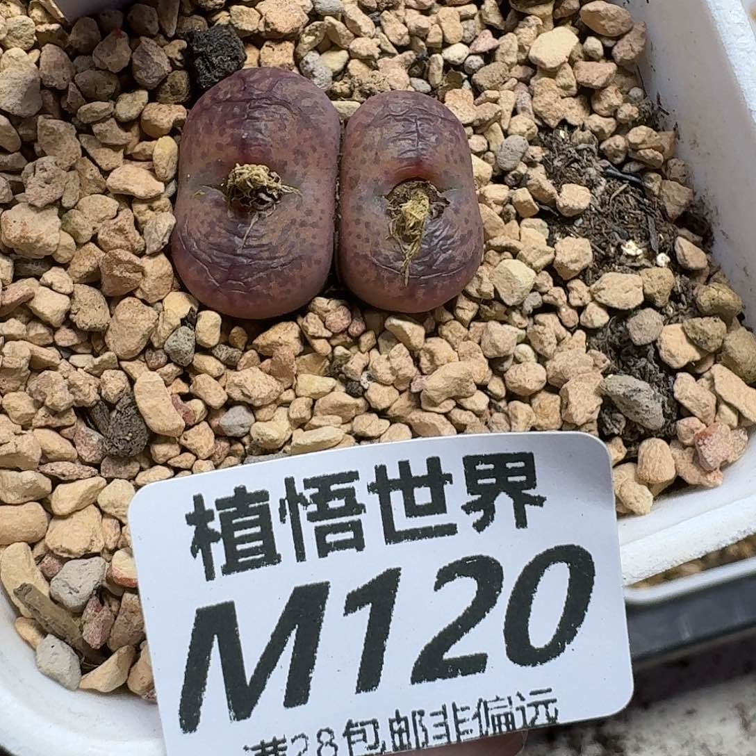 曼***塔多肉植物的润泽rghj