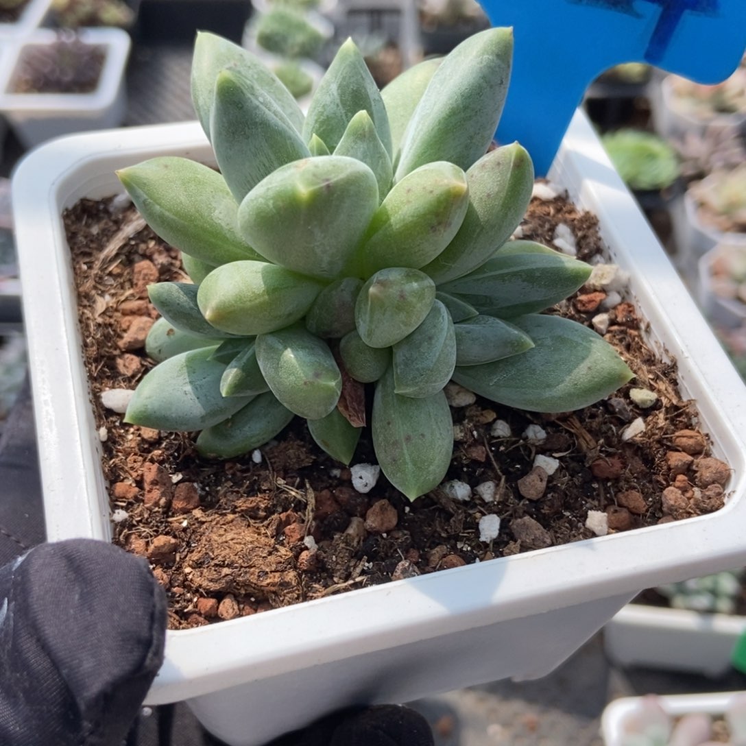 1024重楼多肉植物