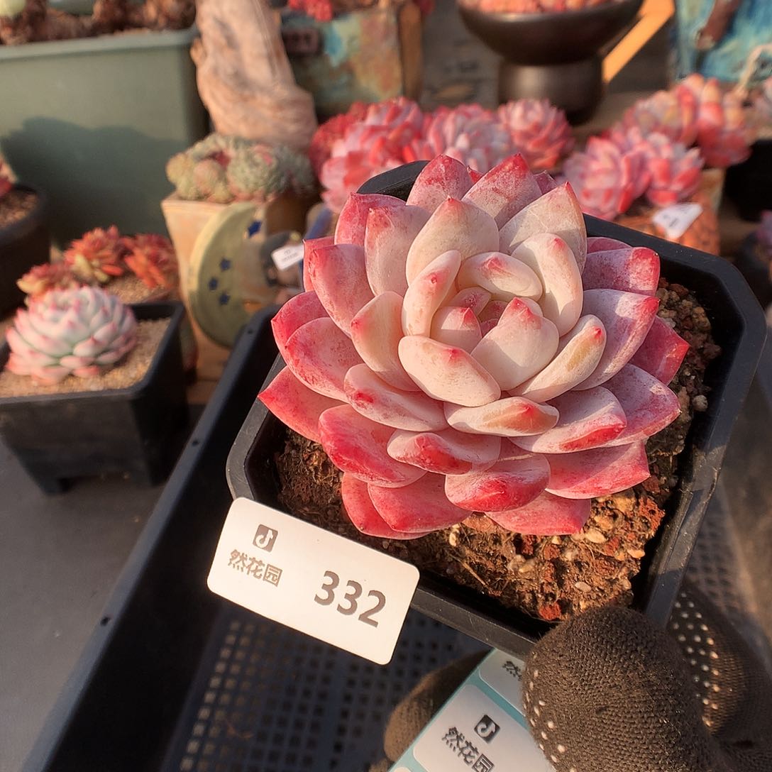 332雪天使多肉植物6666