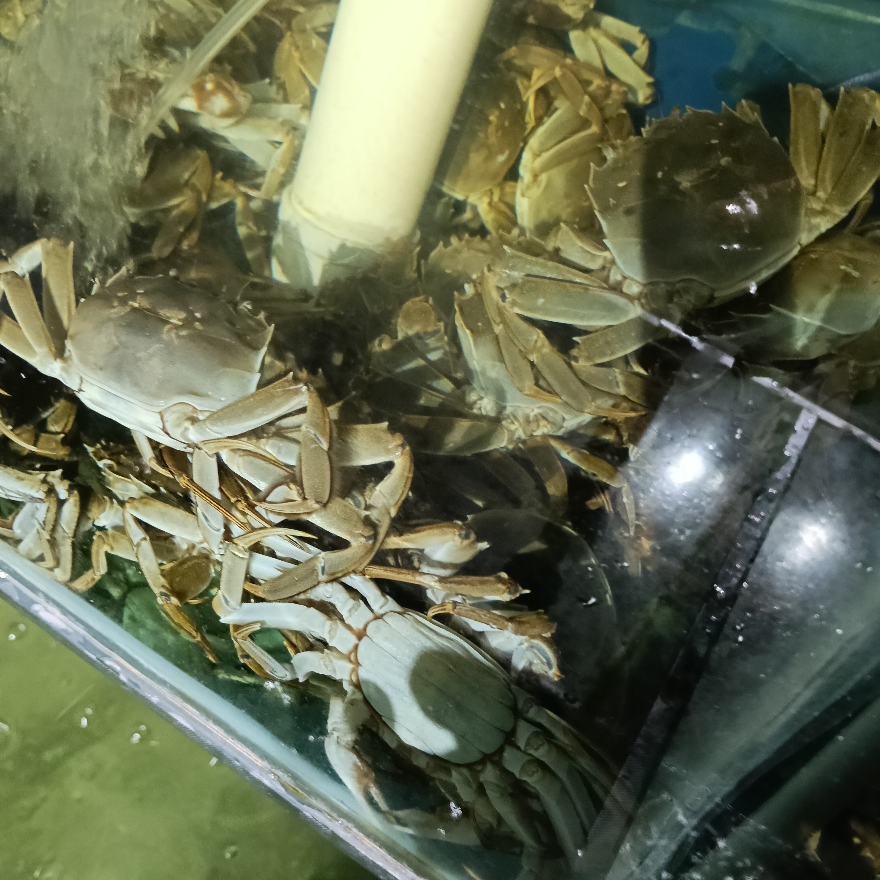 [鲜活] 周记水产全母蟹39拍5只 1.2一1.5两左右