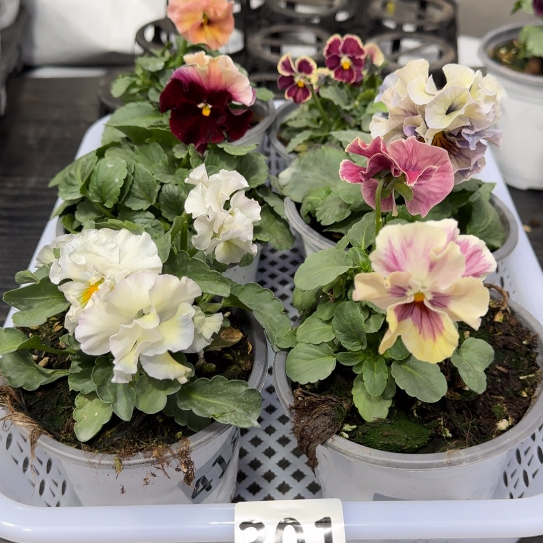 全部花朵301号组合