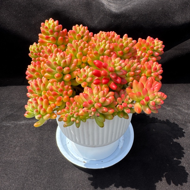 虹之玉锦 转运珠多肉植物带新款罗马盆栽好发货