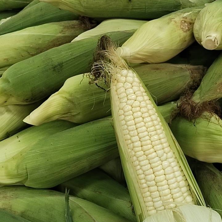 云南糯玉米云南省