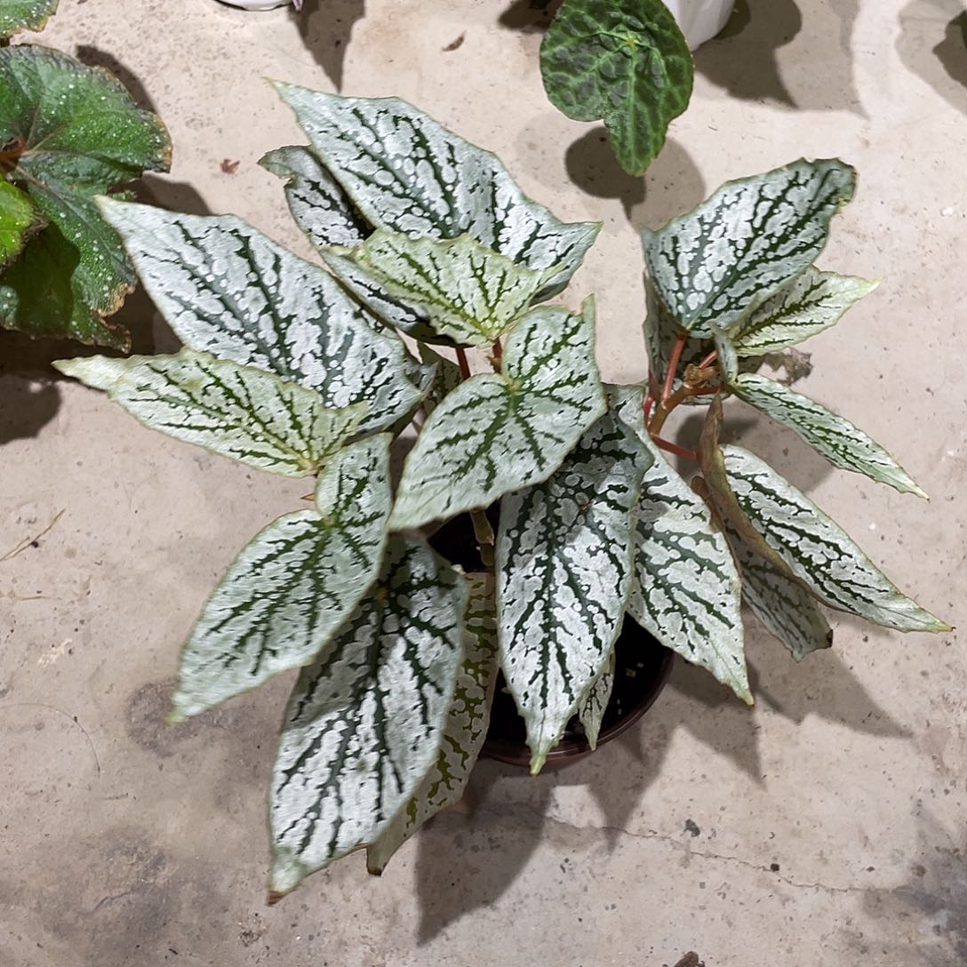 无花朵猫耳朵秋海棠