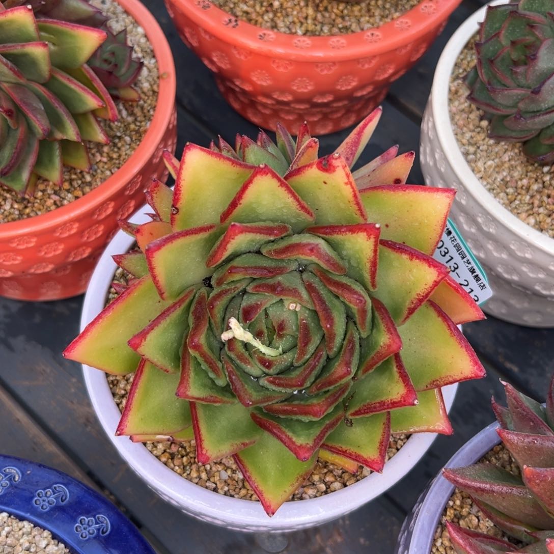 多肉一物一拍0313-213