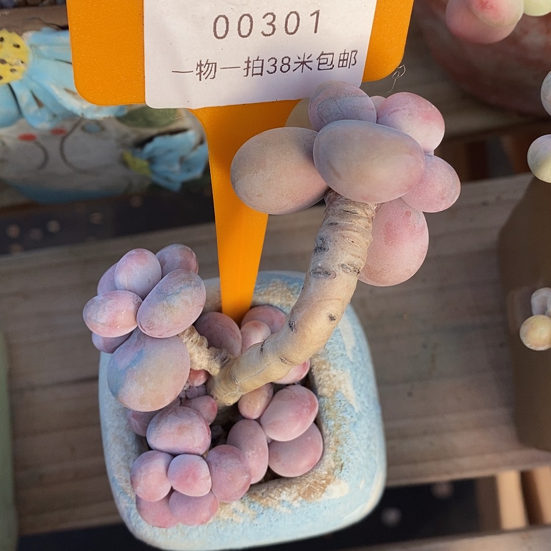 301咯进去某咯哦魔芋