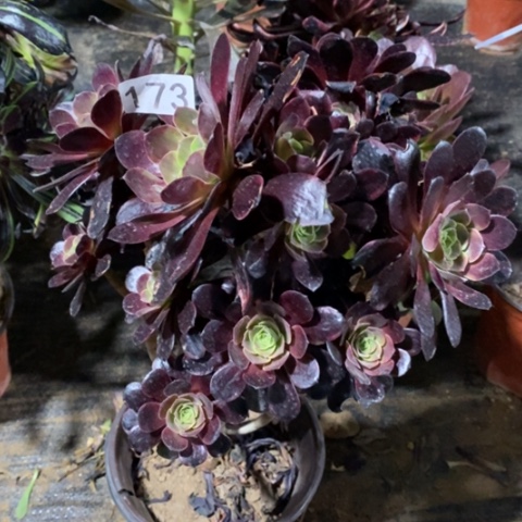 欧嘉莉法师一物一拍