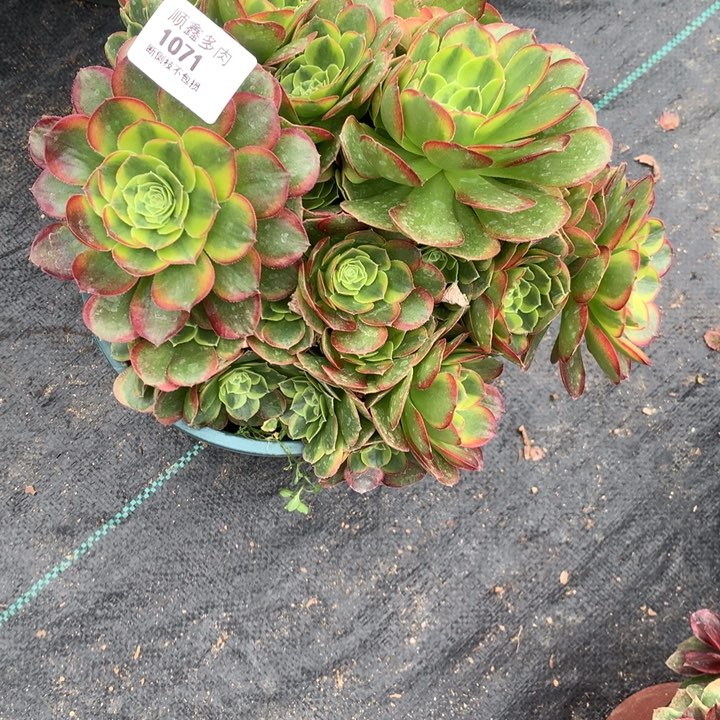 芸*宝1071奶白多肉植物