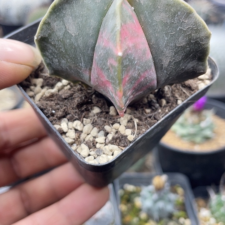 实生鸾凤玉锦一颗包邮