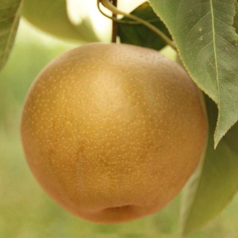 阳光果园：脆冠黄金梨品种苗南北方庭院种植基地栽培种植