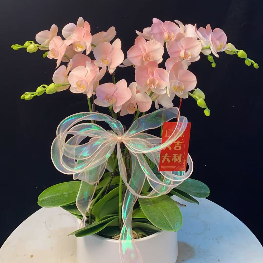 【火烈鸟B01】植物染色工艺任意两颗包邮 只拍一颗默认【发苗】
