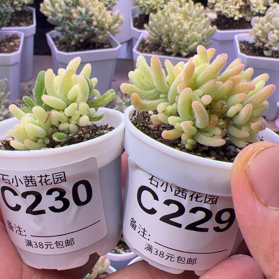 多肉植物枝干荧光兔锦