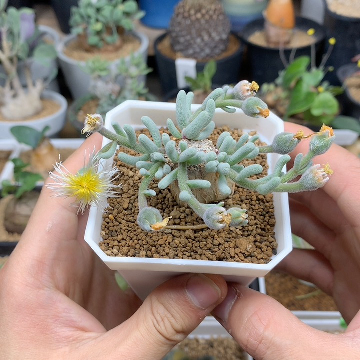 淡青霜母本带盆多肉