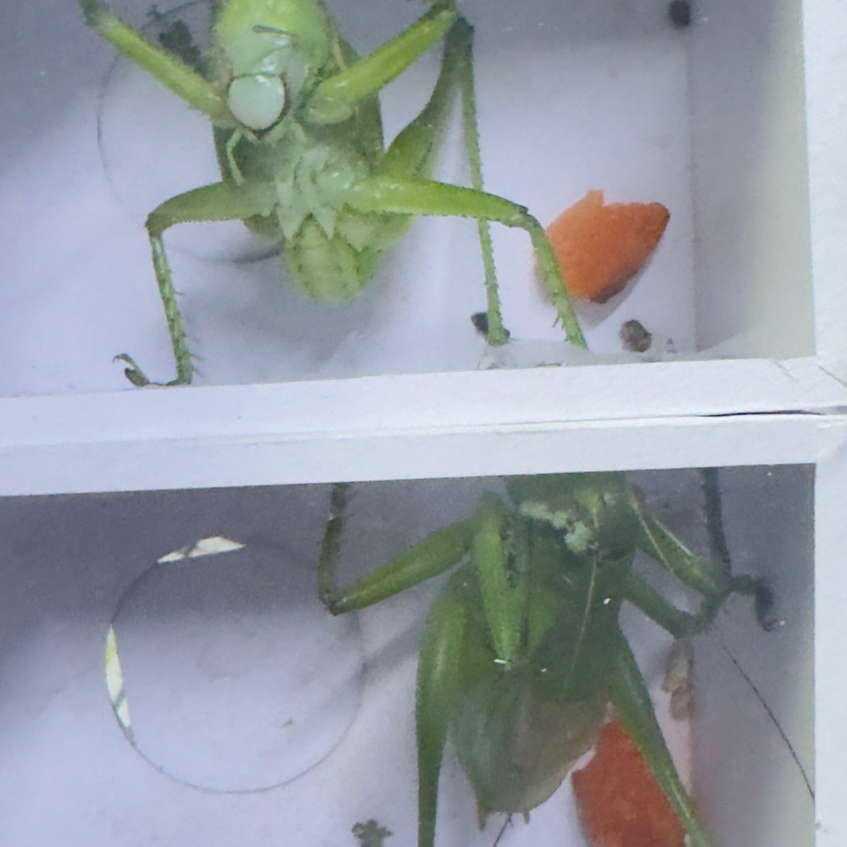 拍一发二天津翡翠绿蝈蝈不变色绿蝈蝈包邮