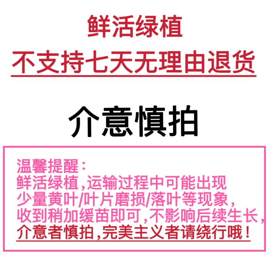 直播间一物一拍改价专拍链接no退no换