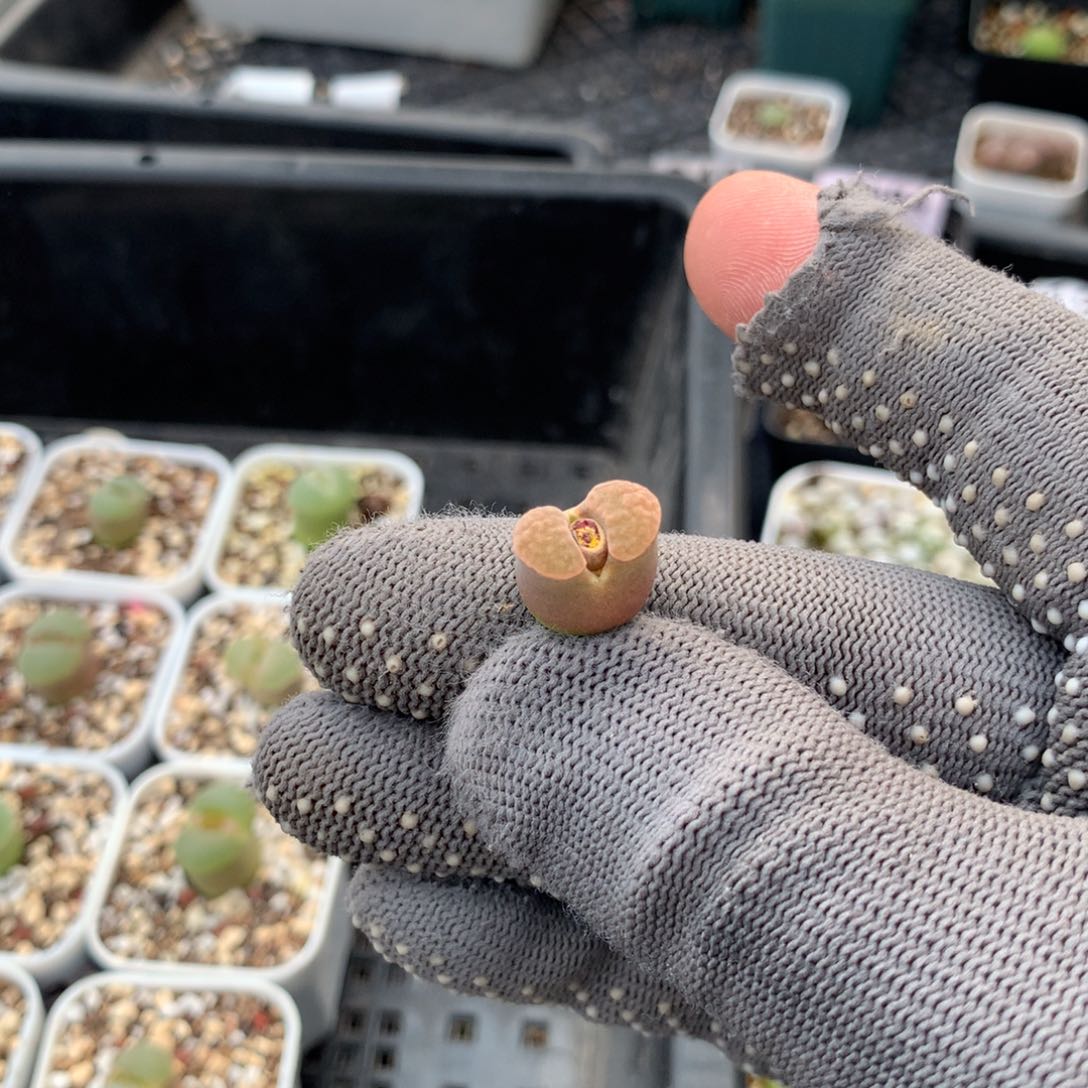 晨**浅378磁铁风铃一颗