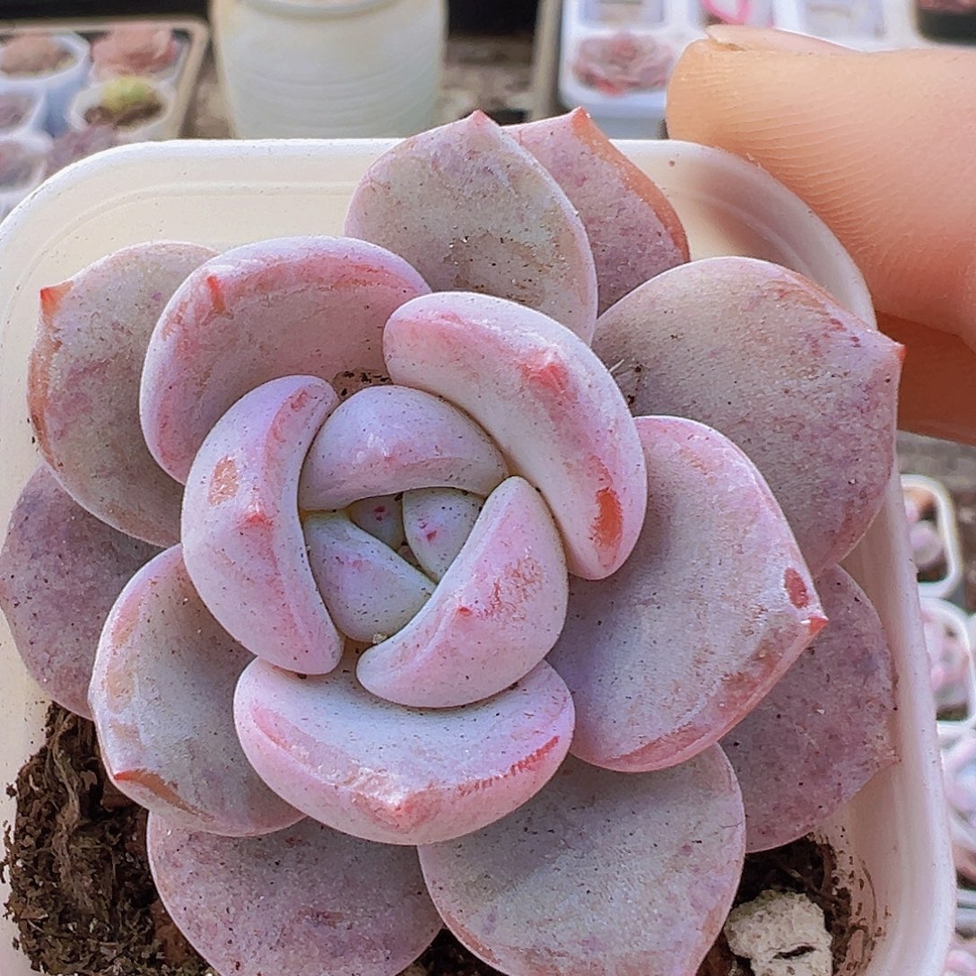 韩版奶茶2盆19包邮多肉