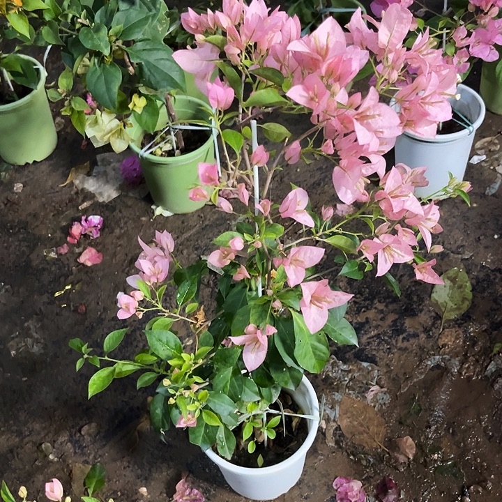 无花朵三角梅婆罗洲