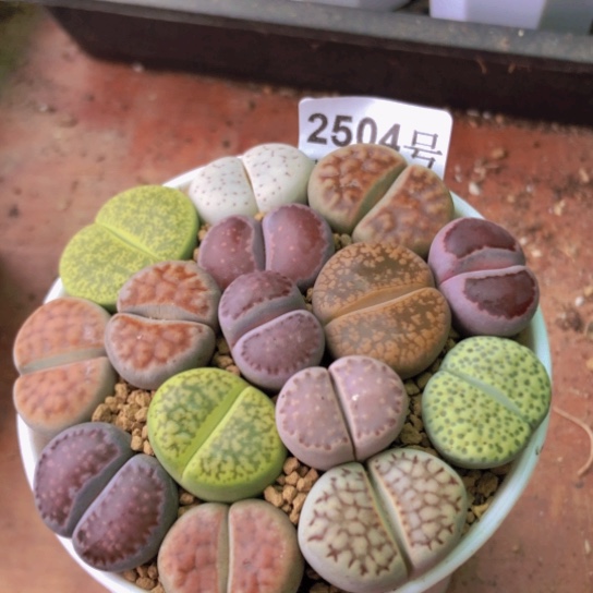 2504，9厘米盆大彩色如图