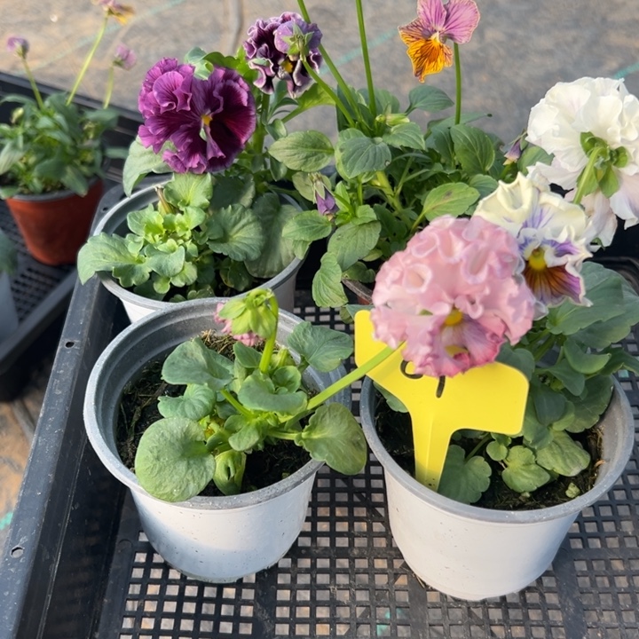 当前无花朵，栽培后可花朵角瑾01无售后