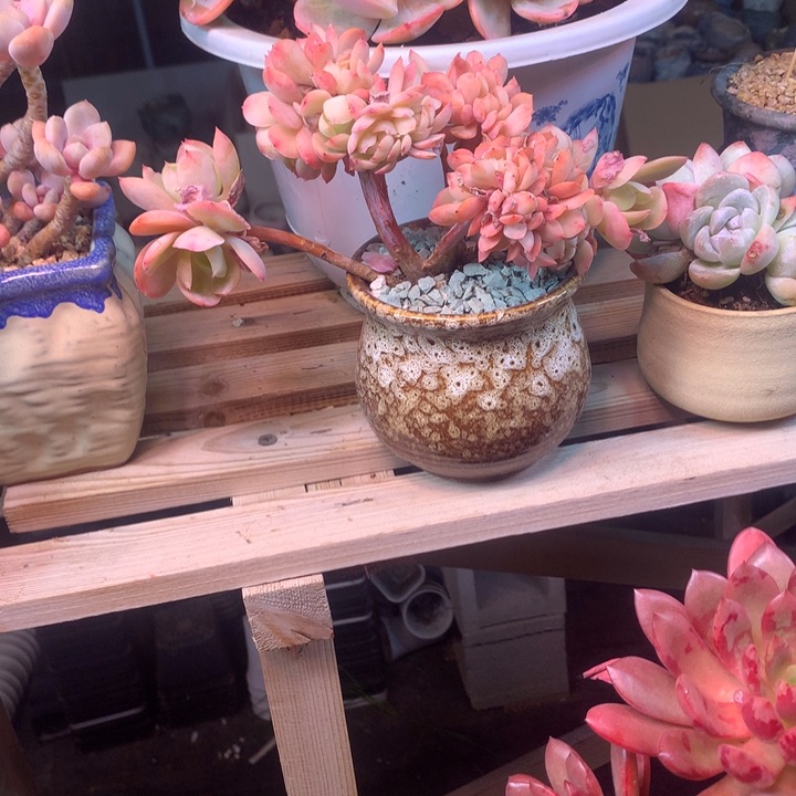 奶油碧桃缀z z z z z