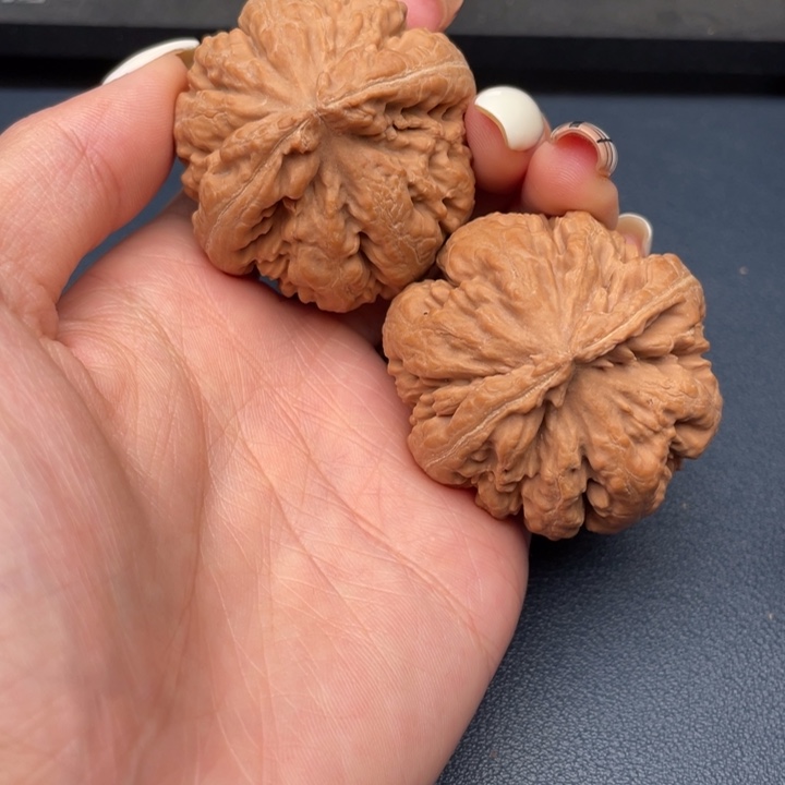 专***年霸王龙全品无瑕疵