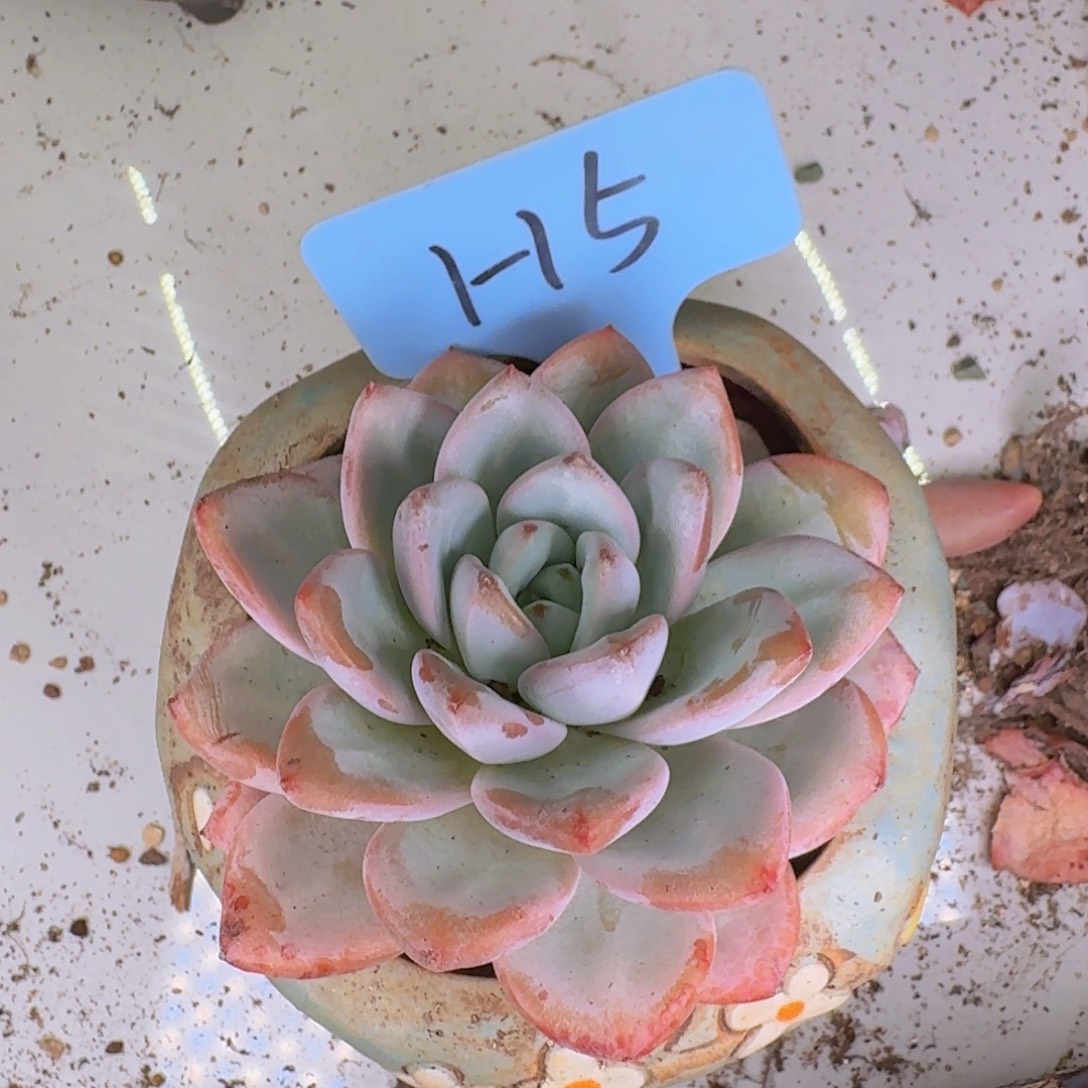 多肉植物的生长发育与