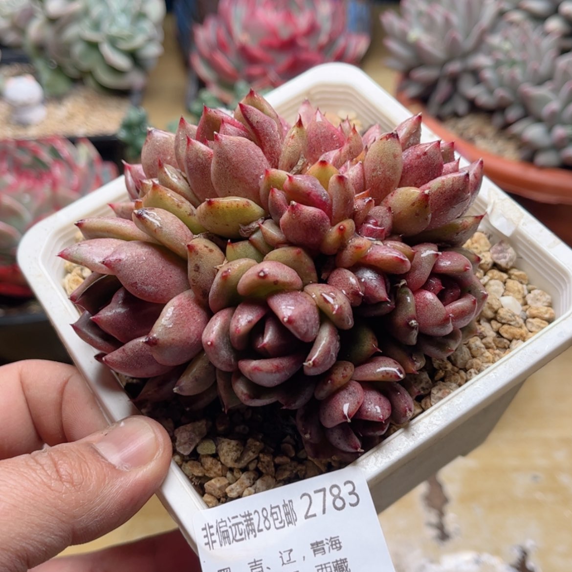 【闪购商品】2783黑玫瑰