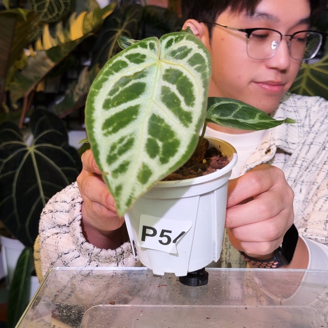 完全开放R92  SKG银杂铜锣烧