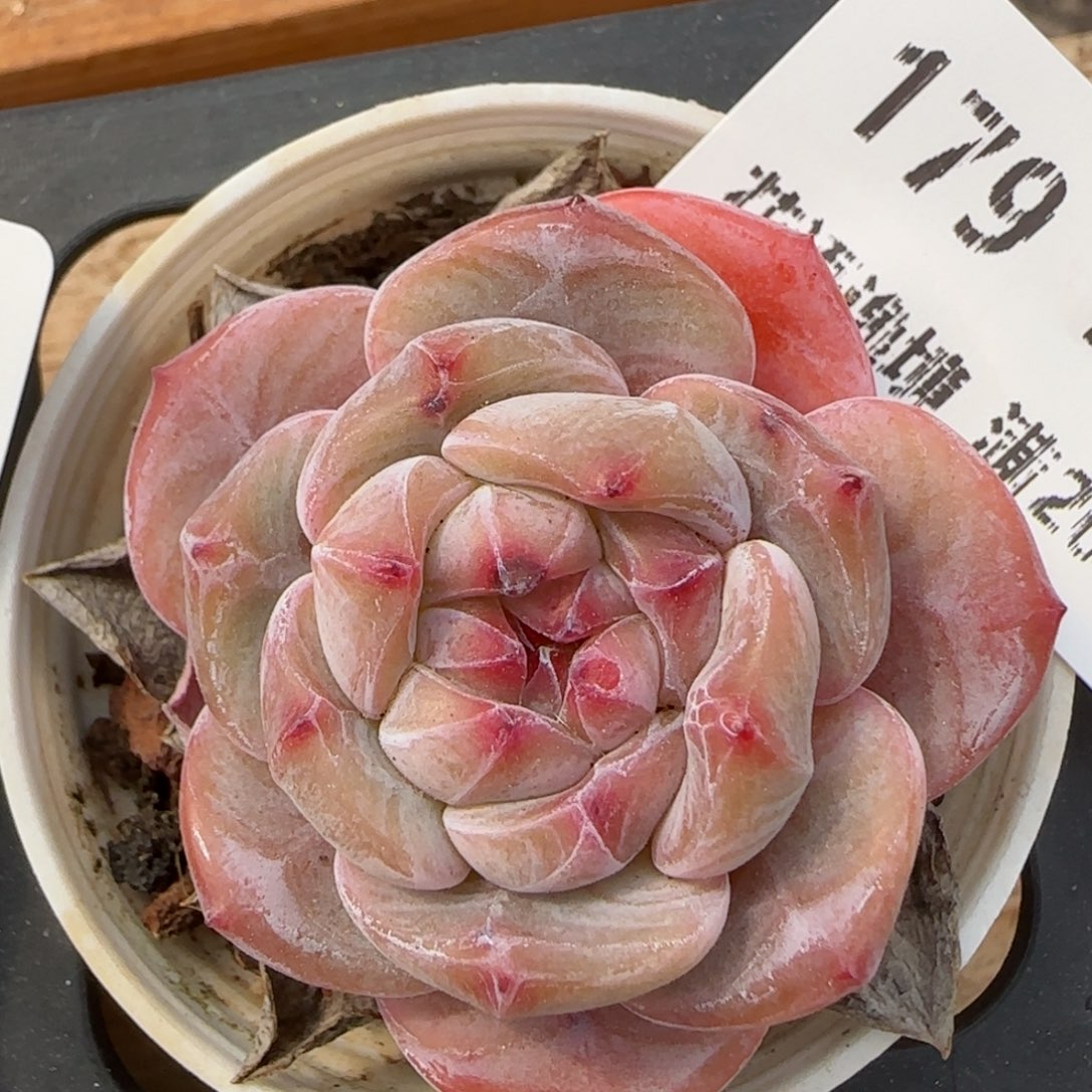 花语逸镜0214-179