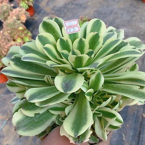 331绿豆沙多肉植物