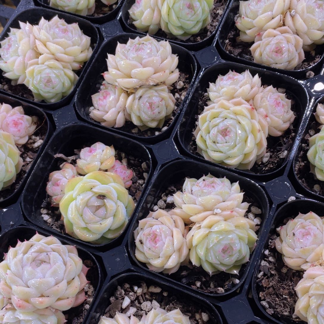 229号 睫毛冰透麦秆多头群一颗