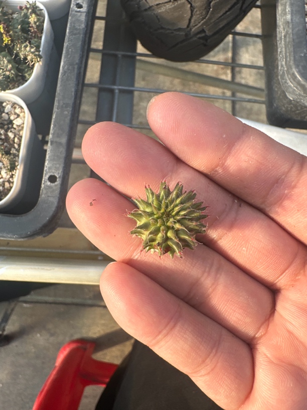 海胆大戟 1.8cm 左右 多肉植物