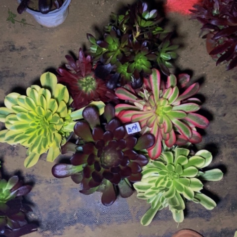 六科嫩桩多肉143多肉不包断