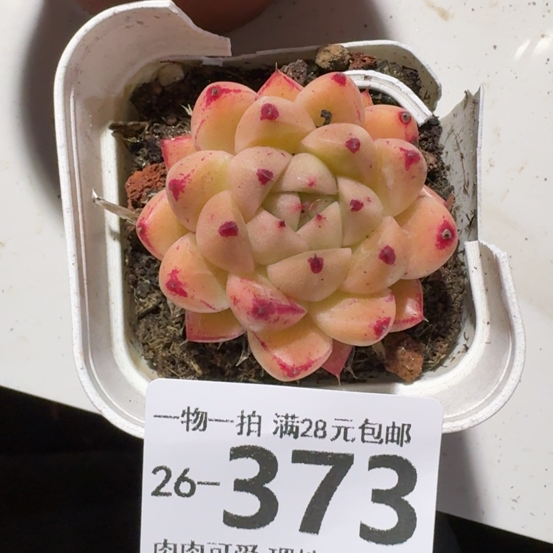 冰宝龙无盆土发货