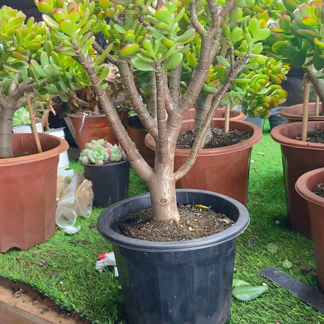 优惠价  姬红花月优惠价