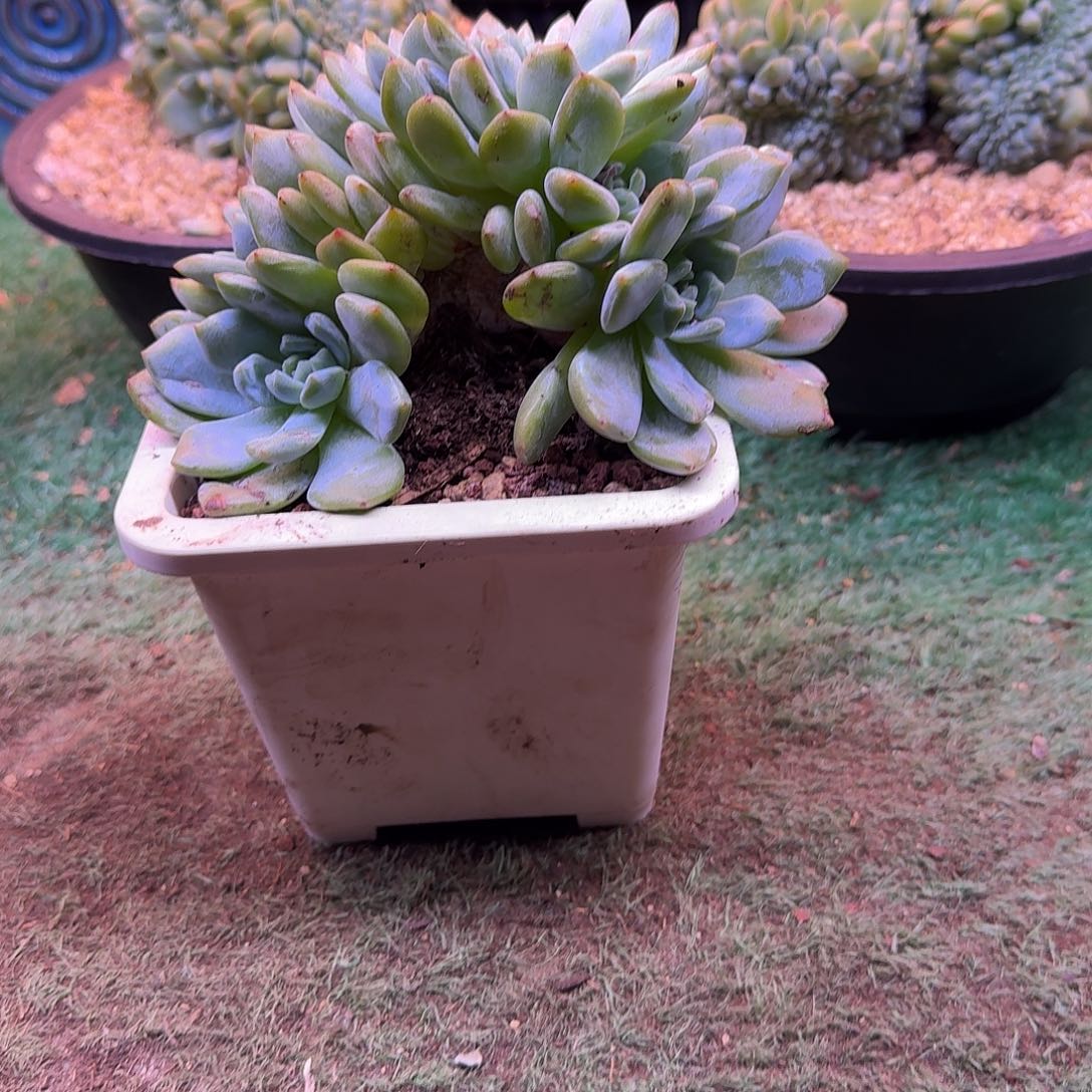 星影树缀无砍多肉