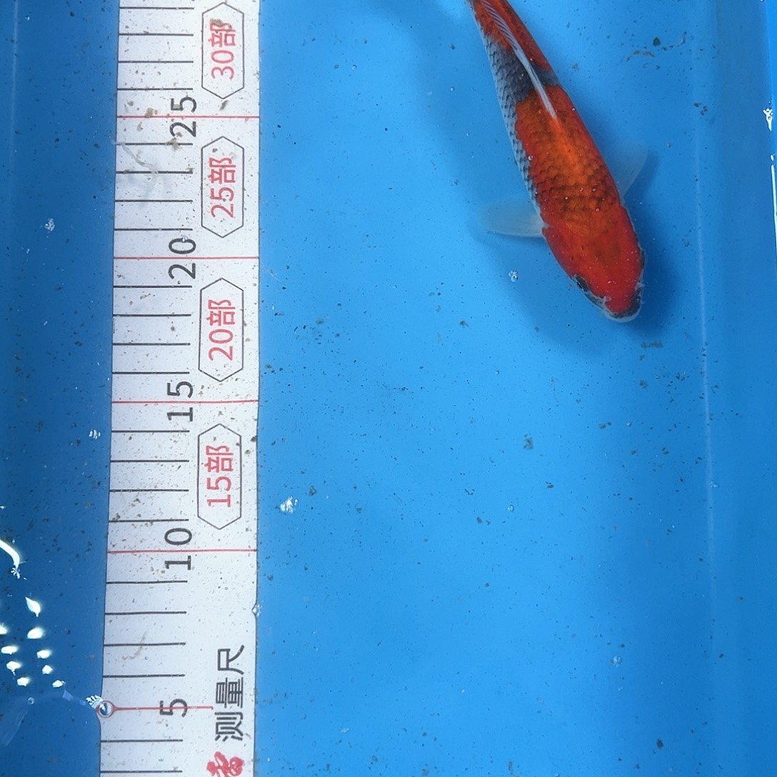 锦鲤鑫泓锦鲤养殖