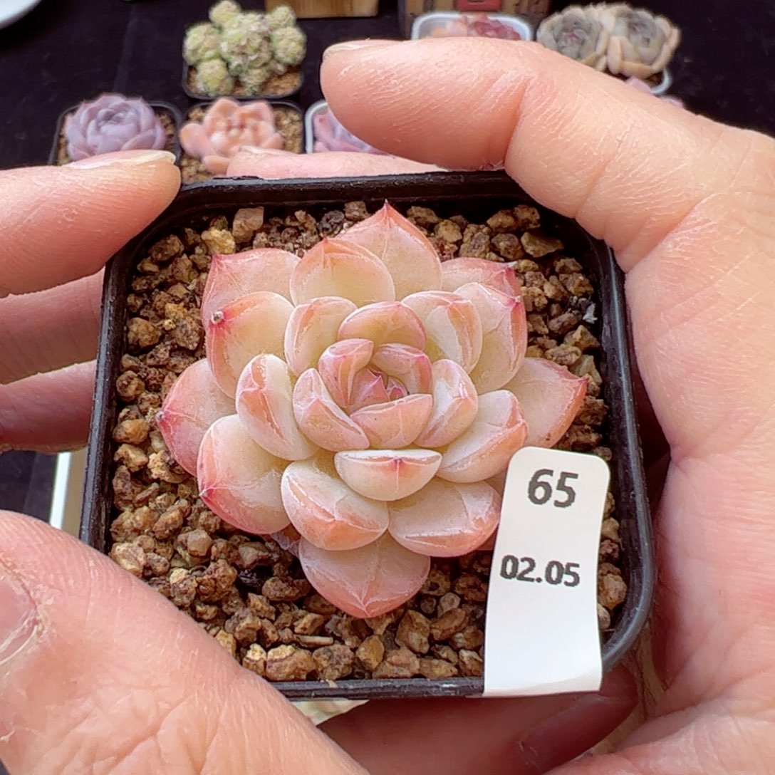 好看没名字65、哈哈