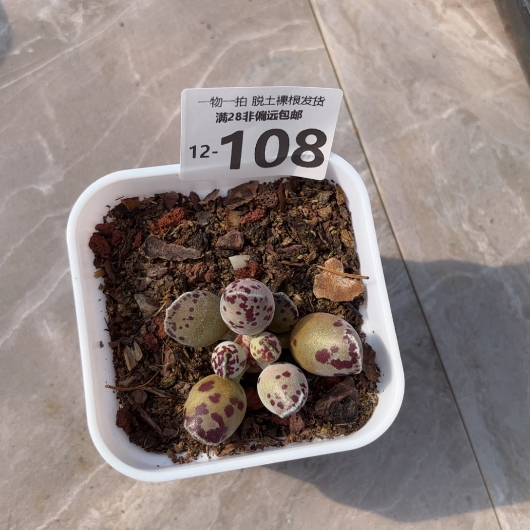 海豹多肉多肉多肉