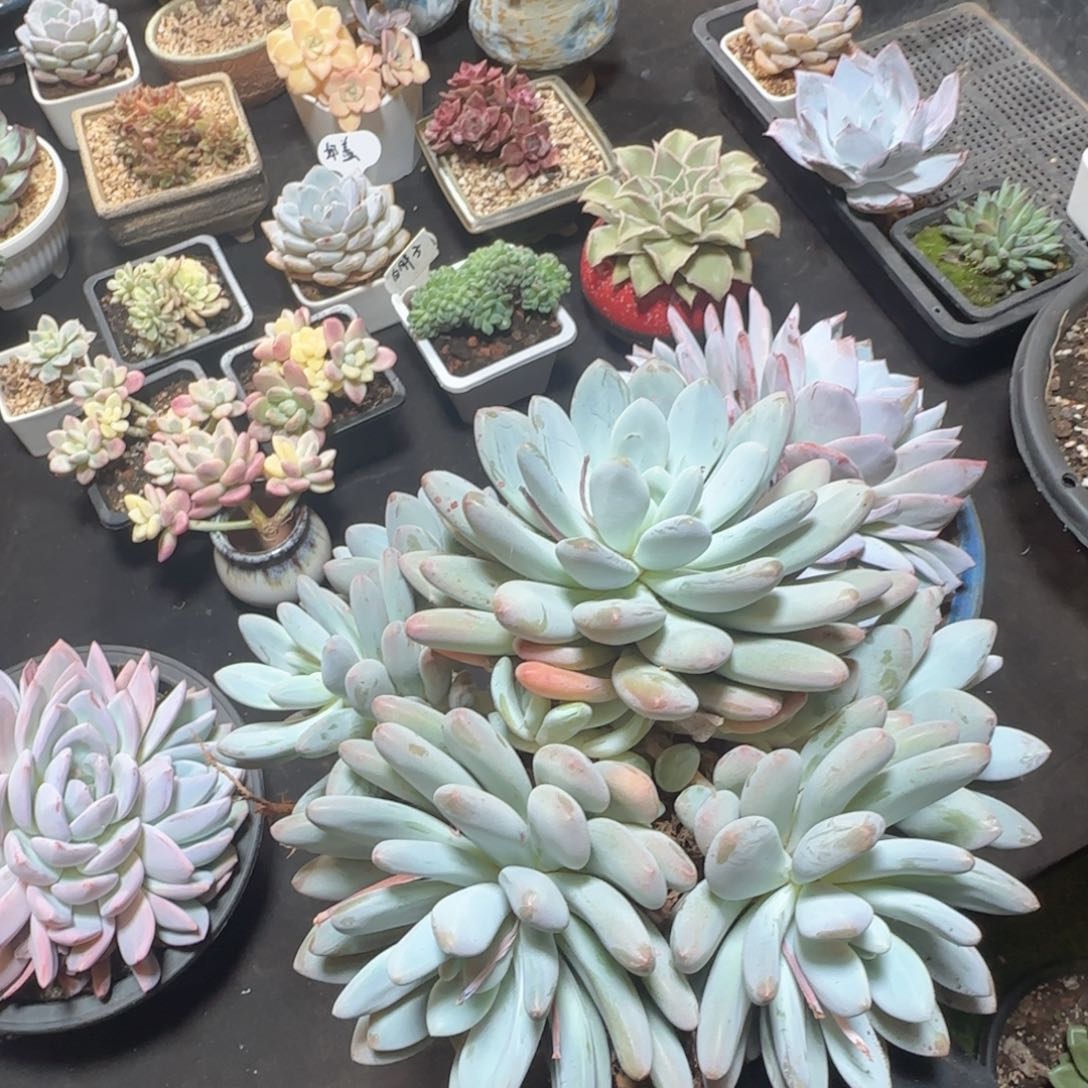 打个比方肉富含哈话费