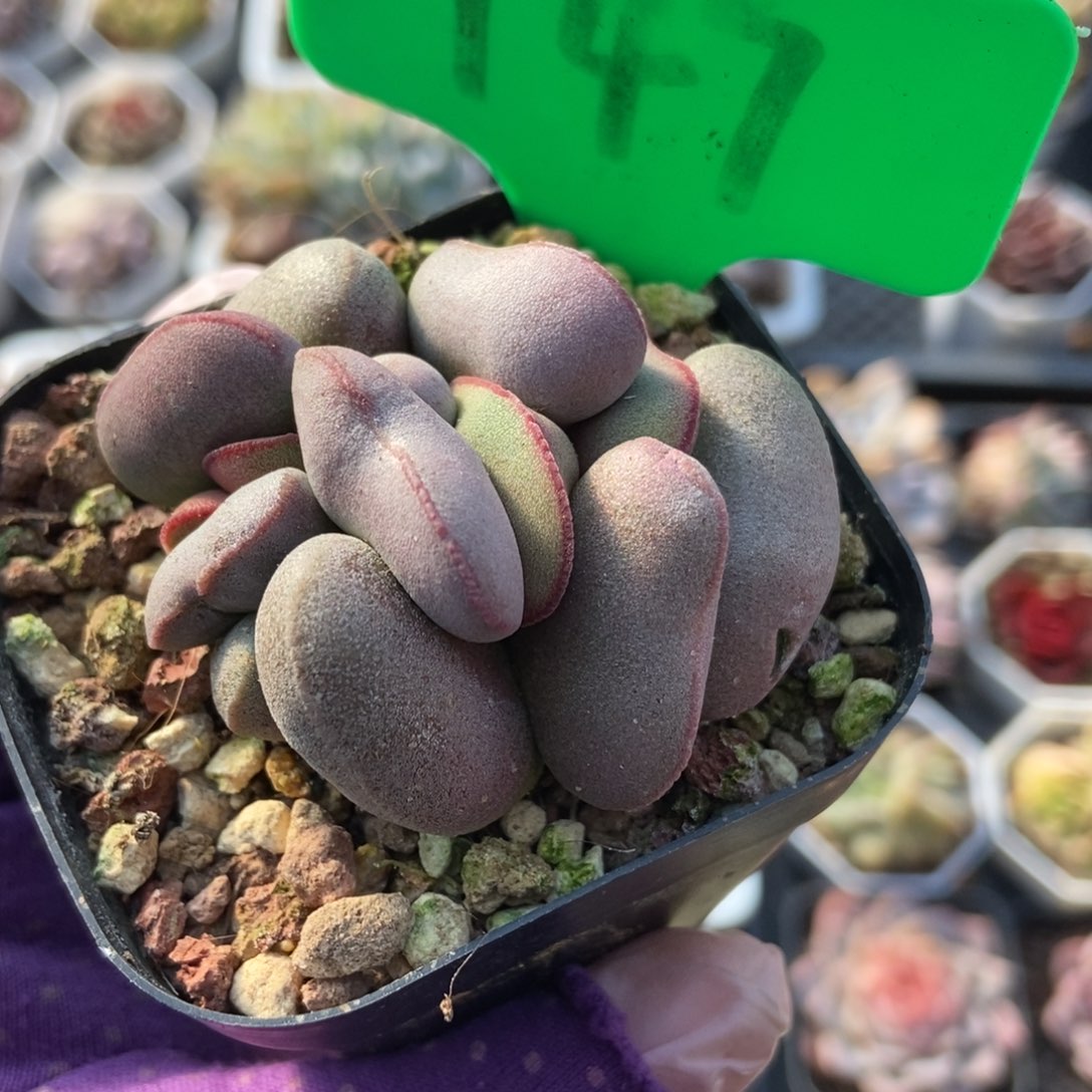 741红蛋多肉植物保护